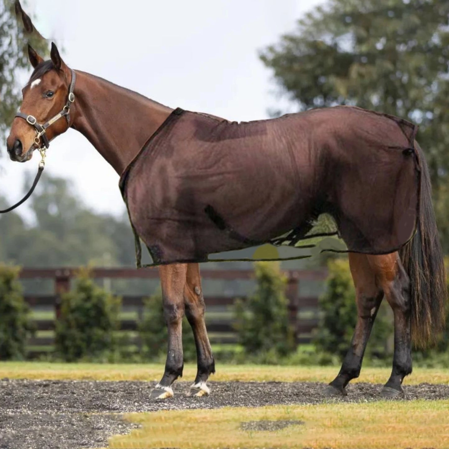 Caparison  Protective Tear-Resistant Mesh Horse Fly Sheet Comfy Equine Summer Sheet Breathable and UV