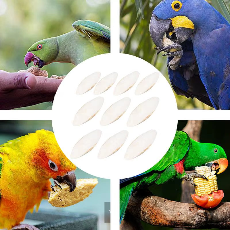 10-Pack Natural Cuttlebone for Birds & Reptiles – Beak Sharpening Chew Toy for Parrots, Snails, Turtles & More