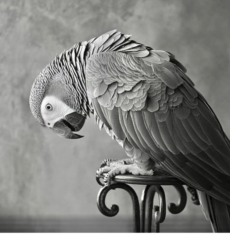 Bird Collection