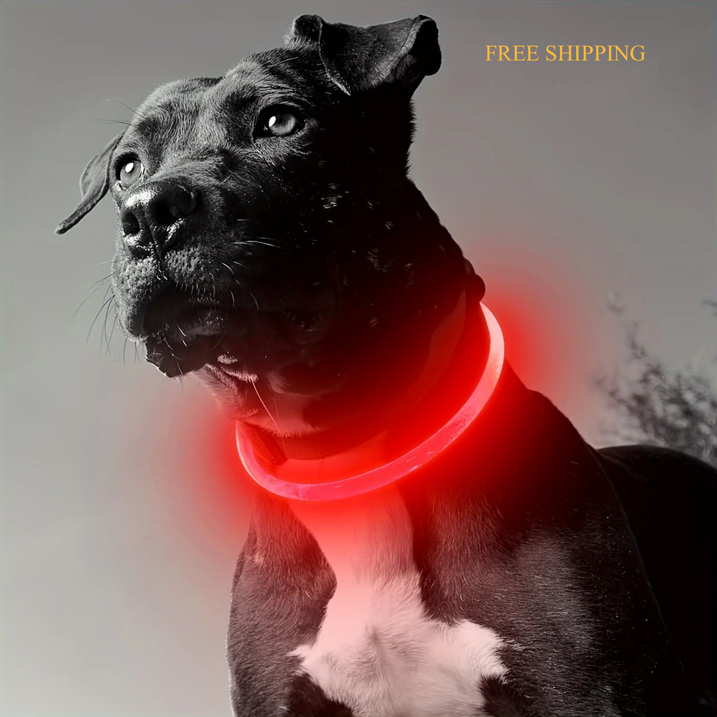 LED Light-Up Dog Collar – USB Rechargeable, Glow-in-the-Dark, Anti-Lost Safety Necklace for Pets